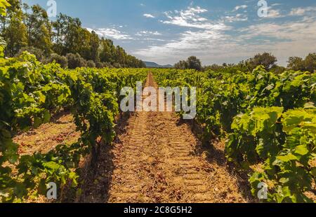 Die Weinreben der Weinberge von carignano im Süden sardiniens Stockfoto