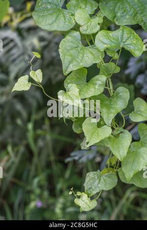 Nahaufnahme der Blätter von Black Bryony / Tamus communis in einer Hecke. Giftige Pflanze einmal als Heilpflanze in pflanzlichen Heilmitteln verwendet. Stockfoto