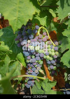 Die Weinreben der Weinberge von carignano im Süden sardiniens Stockfoto