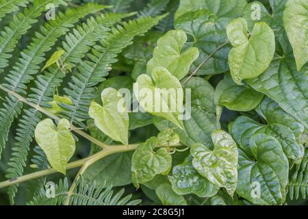 Nahaufnahme der Blätter von Black Bryony / Tamus communis in einer Hecke. Giftige Pflanze einmal als Heilpflanze in pflanzlichen Heilmitteln verwendet. Stockfoto