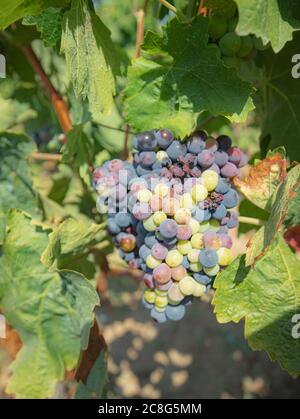 Die Weinreben der Weinberge von carignano im Süden sardiniens Stockfoto