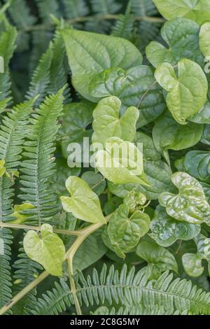 Nahaufnahme der Blätter von Black Bryony / Tamus communis in einer Hecke. Giftige Pflanze einmal als Heilpflanze in pflanzlichen Heilmitteln verwendet. Stockfoto