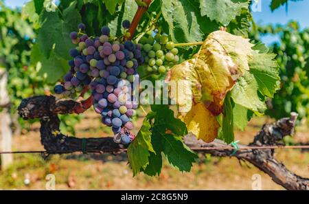 Die Weinreben der Weinberge von carignano im Süden sardiniens Stockfoto