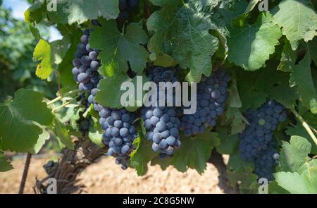 Die Weinreben der Weinberge von carignano im Süden sardiniens Stockfoto