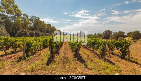 Die Weinreben der Weinberge von carignano im Süden sardiniens Stockfoto