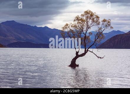 Berühmter Wanaka Baum im Lake Wanaka, Neuseeland. Stockfoto