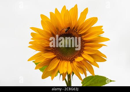 Eine Honigbiene auf einem riesigen Sonnenblumenstrahl des Sonnenscheins (Helianthus annuus) Stockfoto