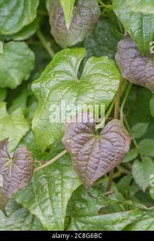 Nahaufnahme von sterbenden Blättern von Black Bryony / Tamus communis, die verdunkeln, wie sie sterben. Giftige Pflanze einmal als Heilpflanze in pflanzlichen Heilmitteln verwendet. Stockfoto