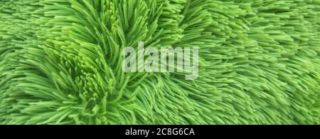 Abstrakt grünen Pelz Hintergrund. Banner. Stockfoto