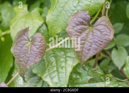 Nahaufnahme von sterbenden Blättern von Black Bryony / Tamus communis, die verdunkeln, wie sie sterben. Giftige Pflanze einmal als Heilpflanze in pflanzlichen Heilmitteln verwendet. Stockfoto