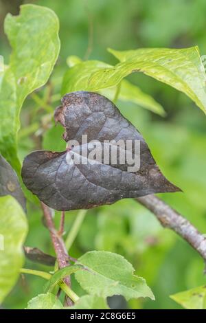 Nahaufnahme von sterbenden Blättern von Black Bryony / Tamus communis, die verdunkeln, wie sie sterben. Giftige Pflanze einmal als Heilpflanze in pflanzlichen Heilmitteln verwendet. Stockfoto