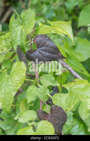 Nahaufnahme von sterbenden Blättern von Black Bryony / Tamus communis, die verdunkeln, wie sie sterben. Giftige Pflanze einmal als Heilpflanze in pflanzlichen Heilmitteln verwendet. Stockfoto