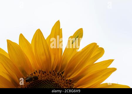 Eine Honigbiene und ein Schnüren auf einem riesigen Sonnenblumenstrahl des Sonnenscheins (Helianthus annuus) Stockfoto