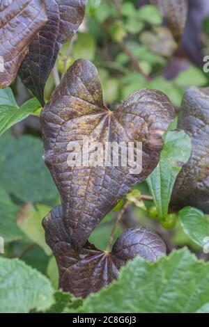 Nahaufnahme von sterbenden Blättern von Black Bryony / Tamus communis, die verdunkeln, wie sie sterben. Giftige Pflanze einmal als Heilpflanze in pflanzlichen Heilmitteln verwendet. Stockfoto