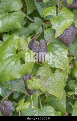 Nahaufnahme von sterbenden Blättern von Black Bryony / Tamus communis, die verdunkeln, wie sie sterben. Giftige Pflanze einmal als Heilpflanze in pflanzlichen Heilmitteln verwendet. Stockfoto