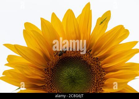 Eine Honigbiene und ein Schnüren auf einem riesigen Sonnenblumenstrahl des Sonnenscheins (Helianthus annuus) Stockfoto