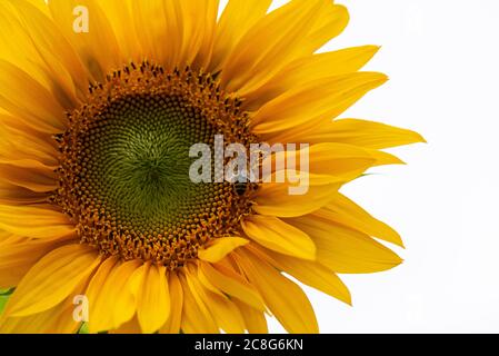 Eine Honigbiene auf einem riesigen Sonnenblumenstrahl des Sonnenscheins (Helianthus annuus) Stockfoto