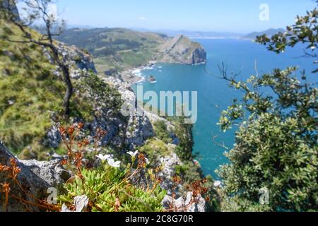 Kalkstein und Eiche mit dem Meer und Monte Buciero als Hintergrund Stockfoto