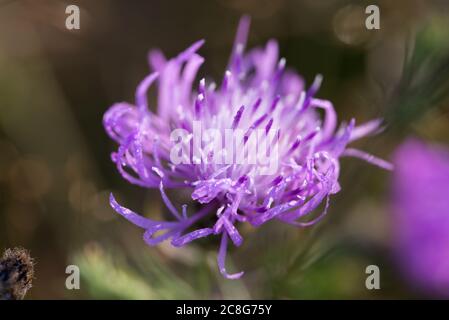 Centaurea jacea, braun Knickkraut violetten Blüten in Wiese Makro selectiwe Fokus Stockfoto