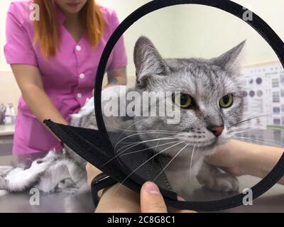 Katze Porträt beim Schneiden der Haare. Meister der Pflege macht Frisur in Veterinärbüro. Haustiere Veterinärkonzept Stockfoto