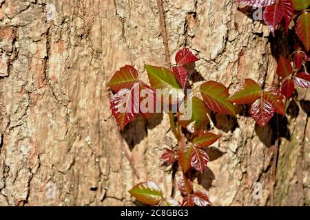 Poison Ivy Closeup Besteigen der Rinde eines Baumstamms Stockfoto