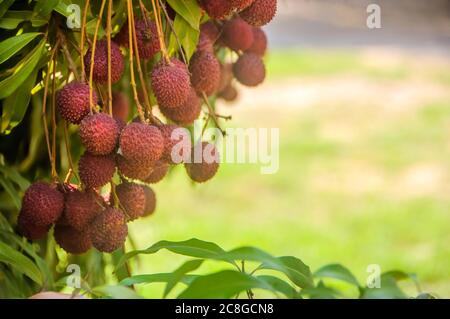 Frische reife rote Litschi-Früchte hängen im Garten an dem Litschi-Baum. Stockfoto