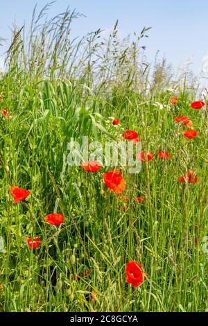 Mohnblumen wachsen auf einer Grasverge unter hohem Gras, in Frankreich Stockfoto