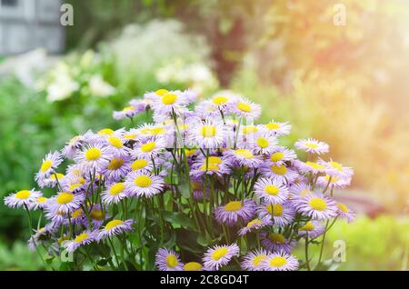 Flieder-Gänseblümchen blühen im Sommer vor dem Hintergrund eines verschwommenen Gartens Stockfoto