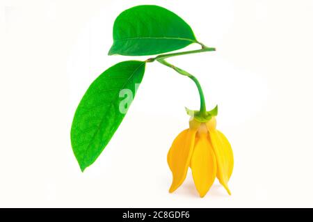 Ylang Ylang oder Ilang ilang (Cananga odorata) mit grünen Blättern isoliert auf weißem Hintergrund. Gelbe Aromamublumenblüte. Duftblume für Extrakt aromatische Stockfoto