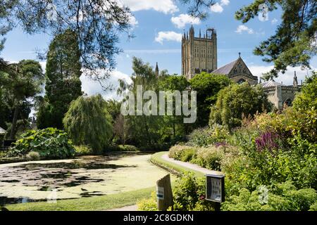 Blick auf die Kathedrale von Wells aus dem Bishop's Garden Stockfoto