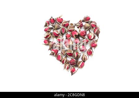 Herz aus getrockneten Teerosen auf weißem Hintergrund isoliert Stockfoto