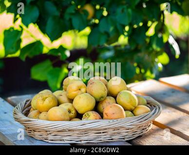 Kiew, Ukraine. Juli 2020. Korb mit Aprikosen auf dem Tisch im Garten.im Inland produziert, haben Aprikosen die billigsten Früchte auf dem ukrainischen Markt geworden. Kredit: Igor Golovniov/SOPA Images/ZUMA Wire/Alamy Live Nachrichten Stockfoto