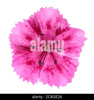 Rosa Nelkenblume isoliert auf weiß, Makro-Aufnahme Stockfoto