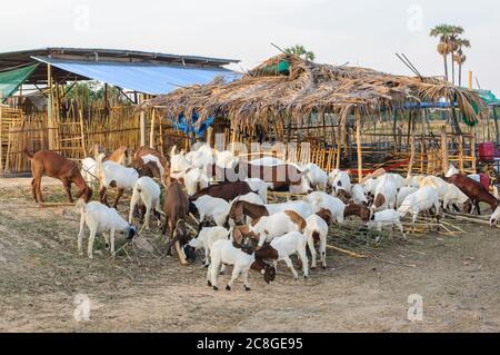 Herde Ziege Weiden Blätter für die Nahrung aus Haufen von Zweigen in der Farm Stockfoto