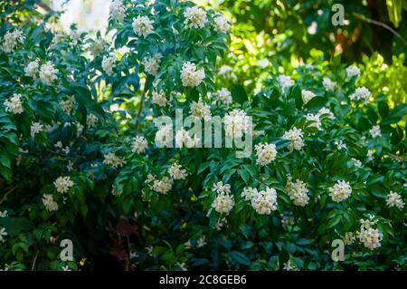 Orange Jasmin, weiße orange Jasminblüte mit grünen Blättern, die auf Baum im Garten blühen. Weiße Blume von OrangenJasmin, Andaman Satinholz, Cosme Stockfoto