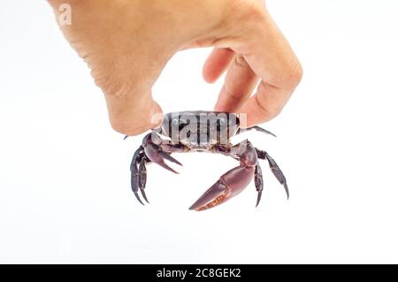 Mist oder Süßwasser Krabbe oder Reisfeld Krabbe mit Jumbo-Klaue in der Hand halten isoliert auf weißem Hintergrund, Clipping Pfad enthalten. Stockfoto