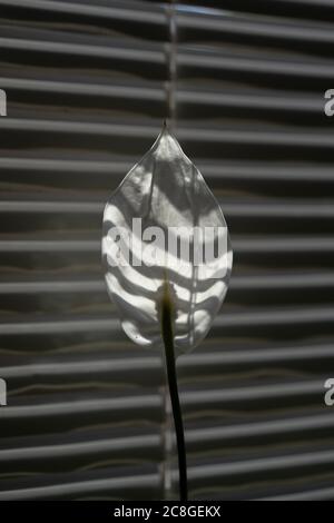 Spathiphyllum Blume gegen die Fensterläden. Weiße Blume hintergrundbeleuchtet Sonnenlicht auf gestreiftem Hintergrund. Schwarzweiß-, Schwarzweiß- und Schwarzweißbild. Nahaufnahme Stockfoto