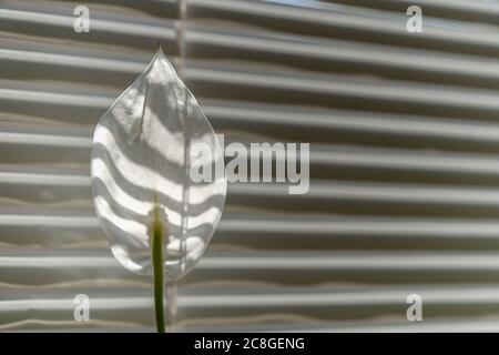 Weiße Blume auf gestreiftem Hintergrund mit Kopie Schrittmacherfarbe rechts. Spathiphyllum hinterleuchtete Sonnenlicht gegen Fensterläden. Stilvolle Tapete, schwarz und Stockfoto