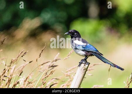 Junge Magpie auf der Nahrungssuche in Mitte Wales im Sommer. Stockfoto