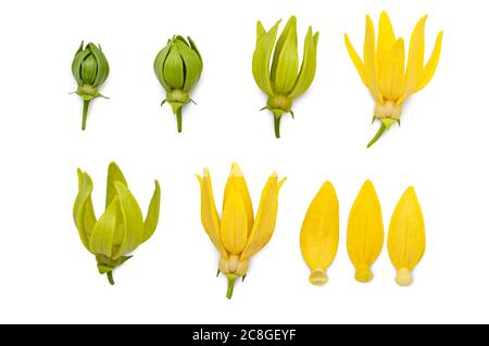 Gelbe Aromamblume Ylang Ylang oder Ilang ilang (Cananga odorata). Duftblume für Extrakt Aromatherapie ätherisches Öl. Stockfoto