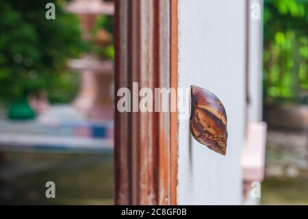 Schnecke, Landschnecke, terrestrische Pulmonat-Gastropoden-Weichtiere klettern auf Zementhauswand zum Fenster mit selektivem Fokus Stockfoto