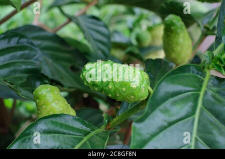 Noni Frucht oder Morinda Citrifolia auf Baum. Stockfoto