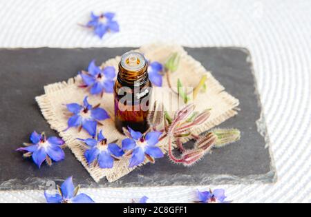 Selektiver Fokus auf Borago officinalis (Borago oder Borage) Tinktur Flasche mit frischen Blüten verstreut herum. Weißer und schwarzer Hintergrund, Studioaufnahme Stockfoto