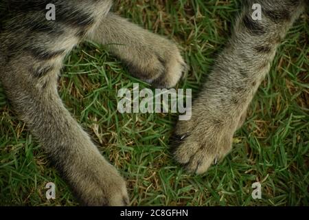 Nahaufnahme von Kätzchen-Fußbeinen auf grünem Gras. Stockfoto