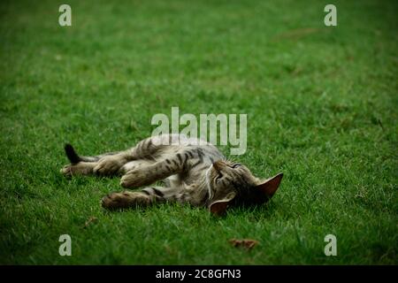 Foto eines niedlichen Kätzchens, das in einem Garten mit grünem Hintergrund spielt. Stockfoto