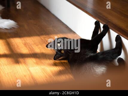 Junge Hauskatze spielt in der Sonne auf Holzboden Stockfoto