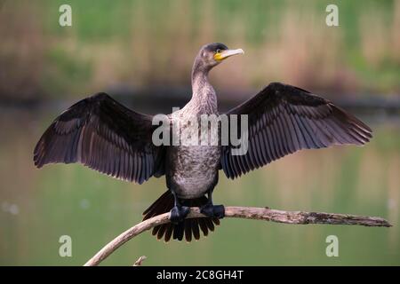 Großer Kormoran (Phalacrocorax carbo) trocknet Flügel auf Zweig, Bayern, Deutschland Stockfoto