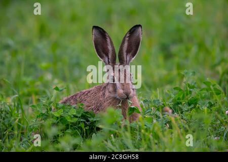 Der Europäische Hase (Lepus europaeus) frisst Klee auf der Wiese, Bayern, Deutschland Stockfoto