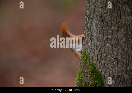 Eurasisches Rothörnchen (Sciurus vulgaris) blickt auf den Baumstamm, Bayern, Deutschland Stockfoto