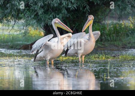 Zwei große weiße Pelikane (Pelecanus onocrotalus), die im flachen Wasser stehen, Donaudelta, Rumänien Stockfoto